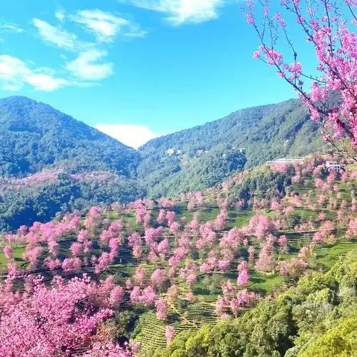 滇西秋色7日游/腾冲银杏村-无量山樱花谷-哀牢山-瑞丽-芒市-和顺