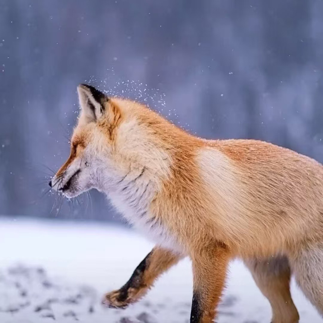 2-6人喀纳斯+禾木纯玩5日/喀纳斯-禾木轻旅拍-篝火晚会-禾木日出