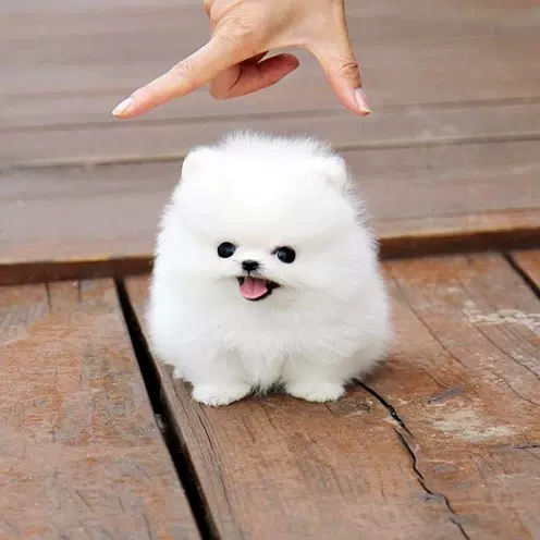 免费无偿领养博美犬小狗俊介犬长不大茶杯犬迷你可爱 免费无偿领养博美犬小狗俊介犬长不大茶杯犬迷你可爱