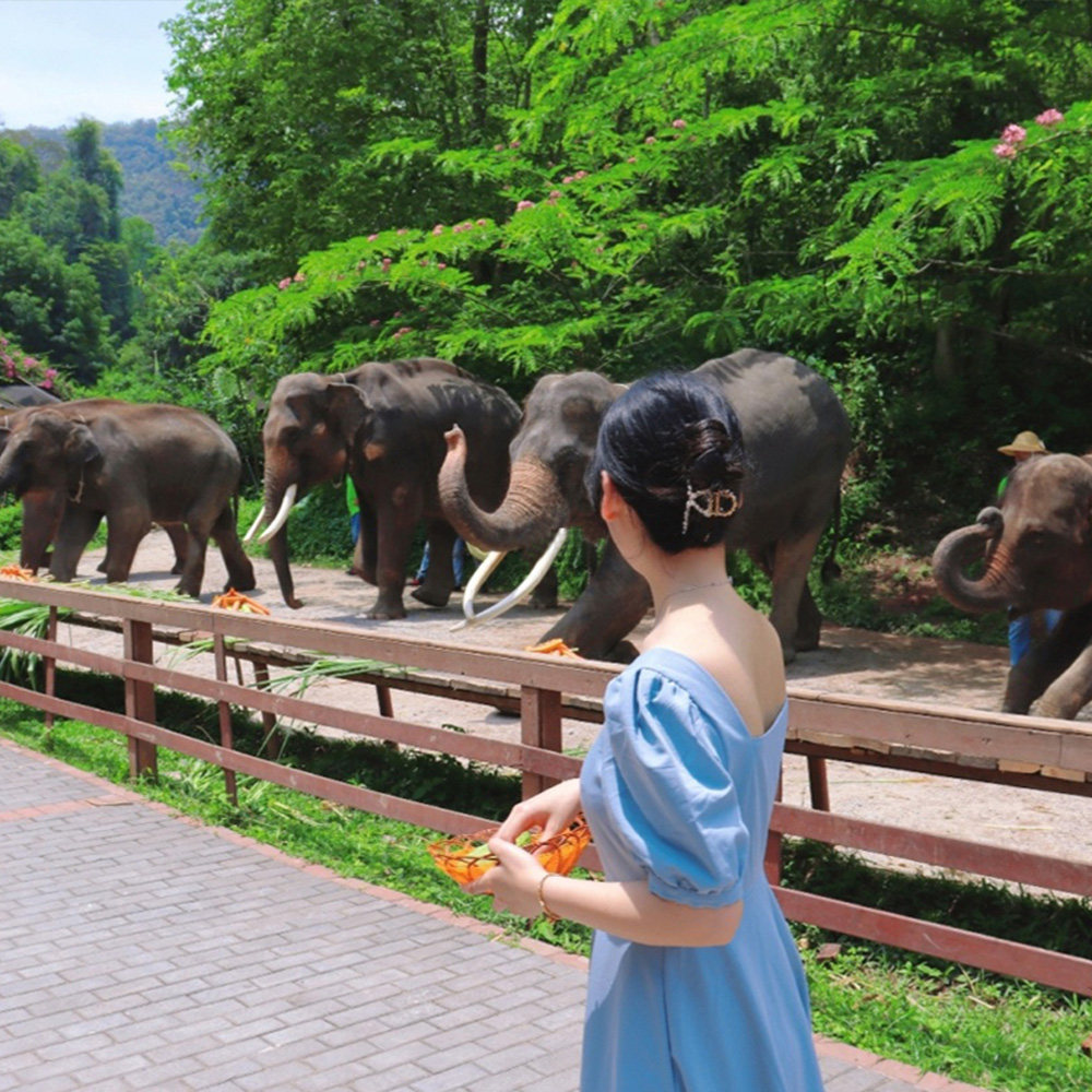 野象谷 + 傣族园纯玩一日游|无购物 看大象 + 泼水狂欢 经典路线