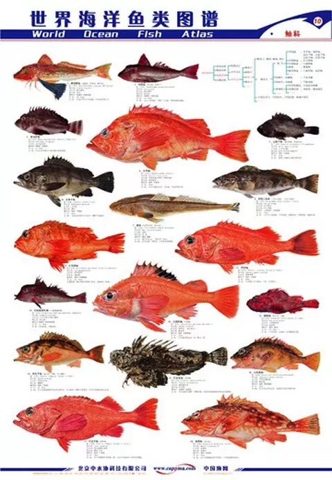 世界海洋魚類圖譜漁業水產圖譜魚圖蝦圖貼畫掛圖外貿圖全15張免郵-Taobao