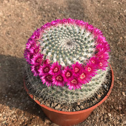 The super-large jade prickly pear blooms in a circle