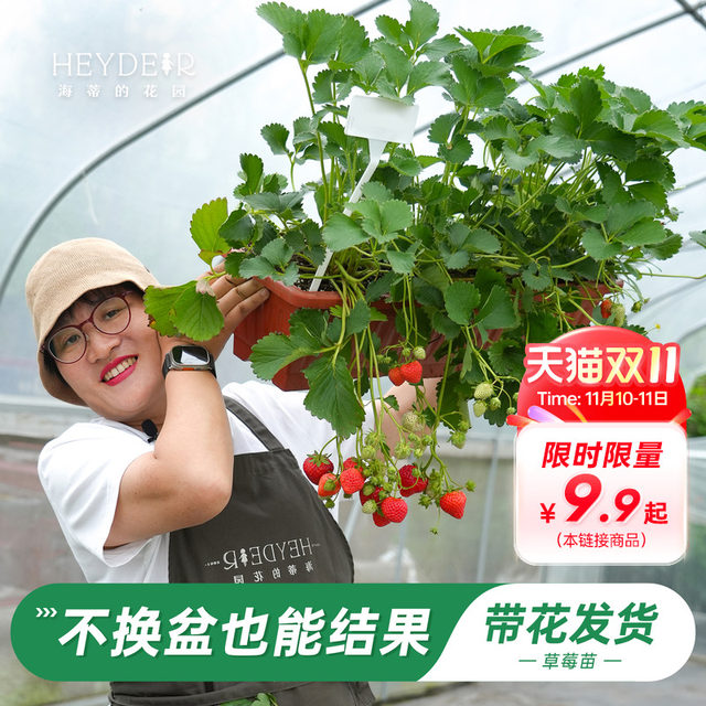 Heidi's Garden Flagship Store Strawberry Seedlings Potted Cream Strawberry Extra Large Dandong 99 Beauty Fruit New Seedlings