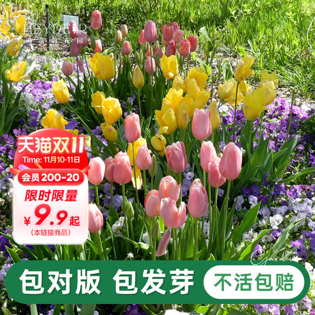 Heidi's Garden Flagship Store Tulip Natural Balls Flowers and Plants Potted Balcony Garden Balls Pre-sale