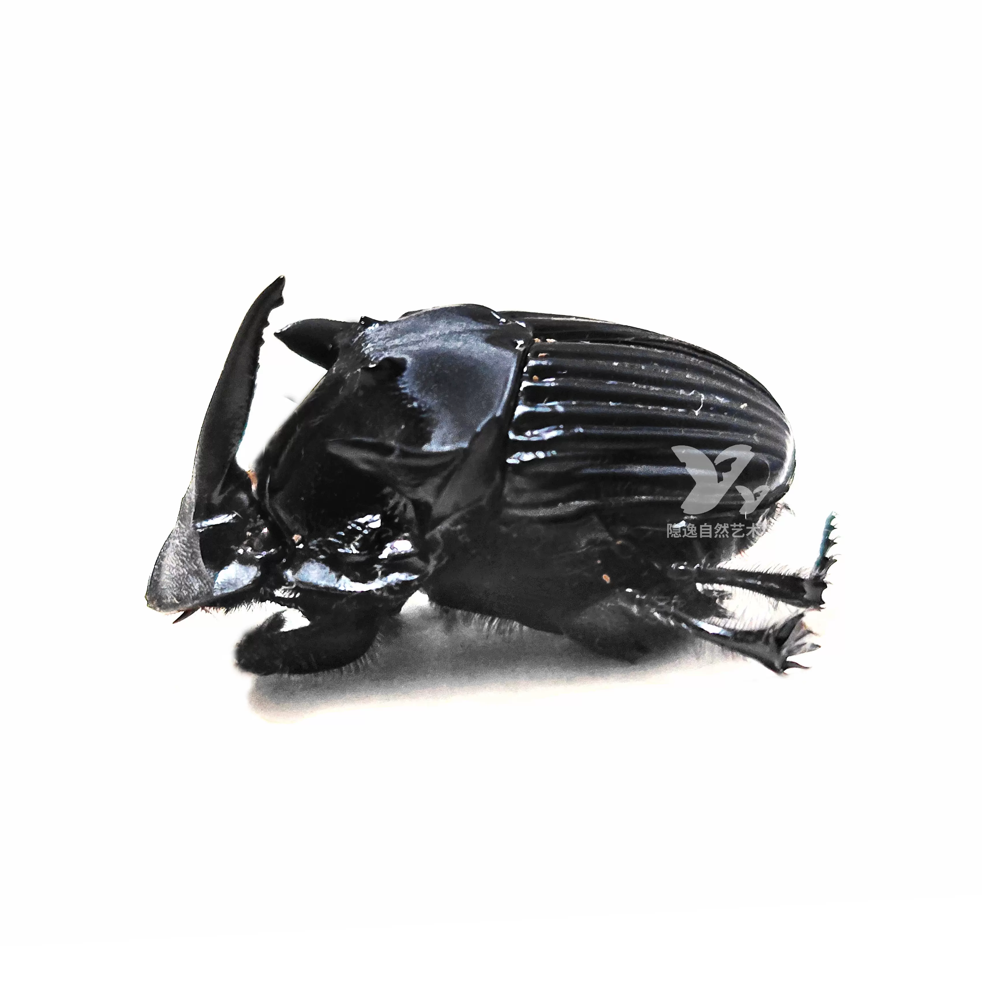 標本 ナンベイオオウスバカミキリ ctenoscelis coeus 特大