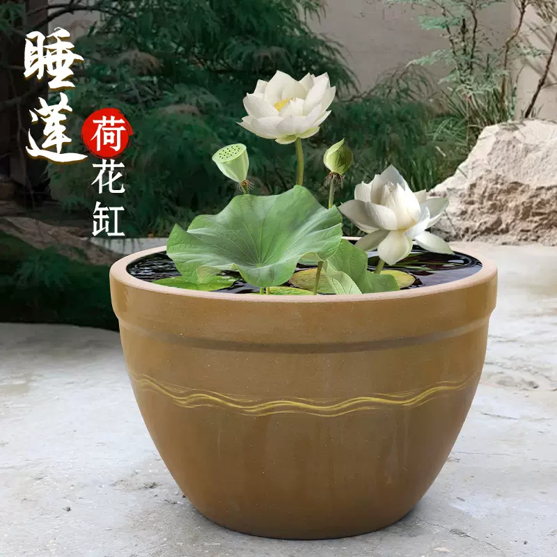 特大荷花缸 • 金魚缸 特大荷花缸 • 金魚缸 特大荷花缸 • 金魚缸 特大荷花缸 • 金魚缸