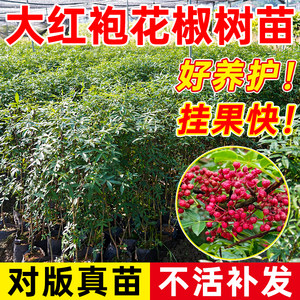 
Authentic nine-leaf green pepper saplings, rattan pepper seedlings, green pepper seedlings, Dahongpao pepper seedlings, edible seedlings, cold-resistant in the ground