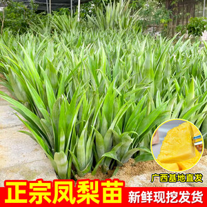 Pineapple seedlings autonomous pineapple seedlings gold diamond pineapple seedlings courtyard balcony plant plant planting results with root and soil
