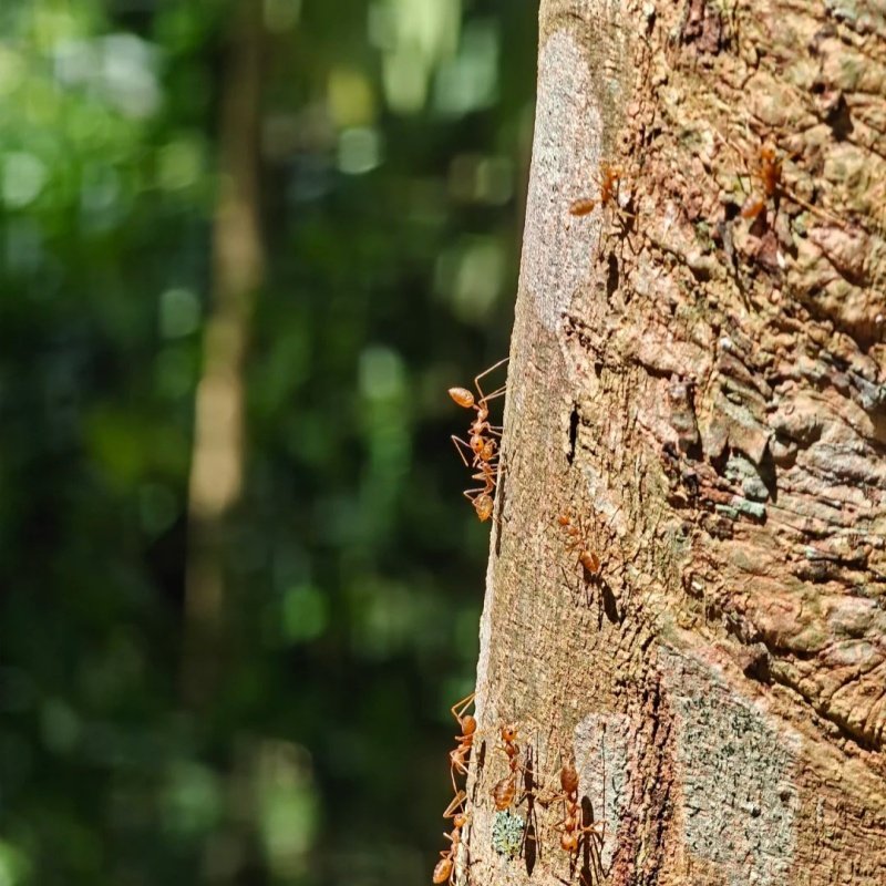 云南旅游西双版纳一日游基诺山雨林徒步亲子一日游保证纯玩无购物