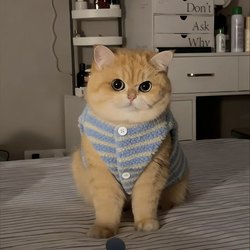 Cat Striped Lamb Wool Vest, Warm and Comfortable Style, Orange Cat, German Blue Cat Pet Autumn and Winter Clothes, Dog Vest