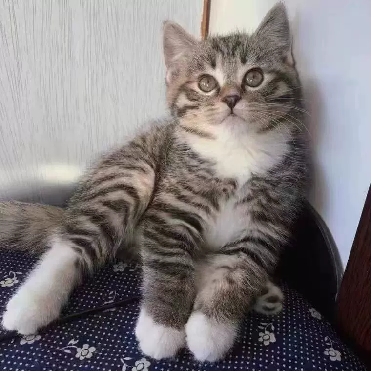 花猫 O1CN01nXnpuo1OJmHmp9K4b_!!