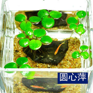 
Aquarium center duckweed apple floating water plant purple back duckweed fish tank turtle tank purified water quality micro-created landscape green plants