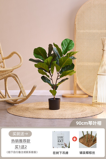 Pianta di Fico San Giovanni Bianco vaso 24cm | Leroy Merlin
