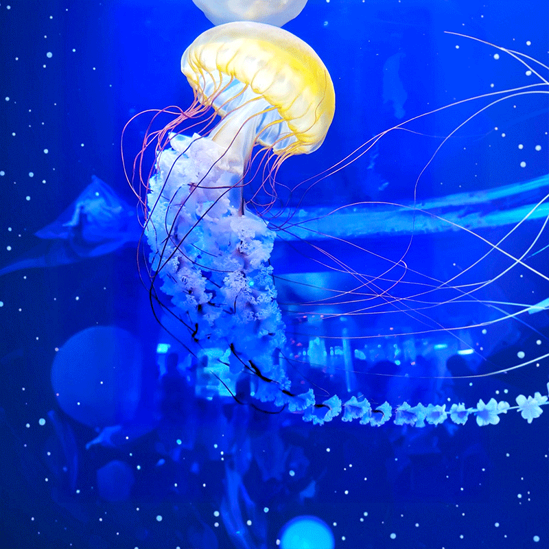 高铁上海迪士尼旅游3天2晚上海海昌海洋馆跟团游双园乐享/5钻酒店