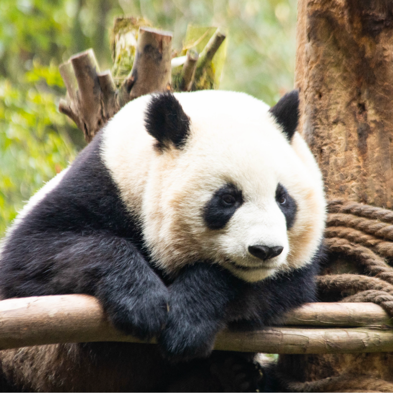 成都大熊猫基地+三星堆含门票精华纯玩一日游三环内包接成都旅游