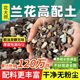 Flower Master Orchid Special Soil Planting Material Nutrition Clivia Phalaenopsis Planting Granules Pine Bark Orchidaceae Orchidaceae