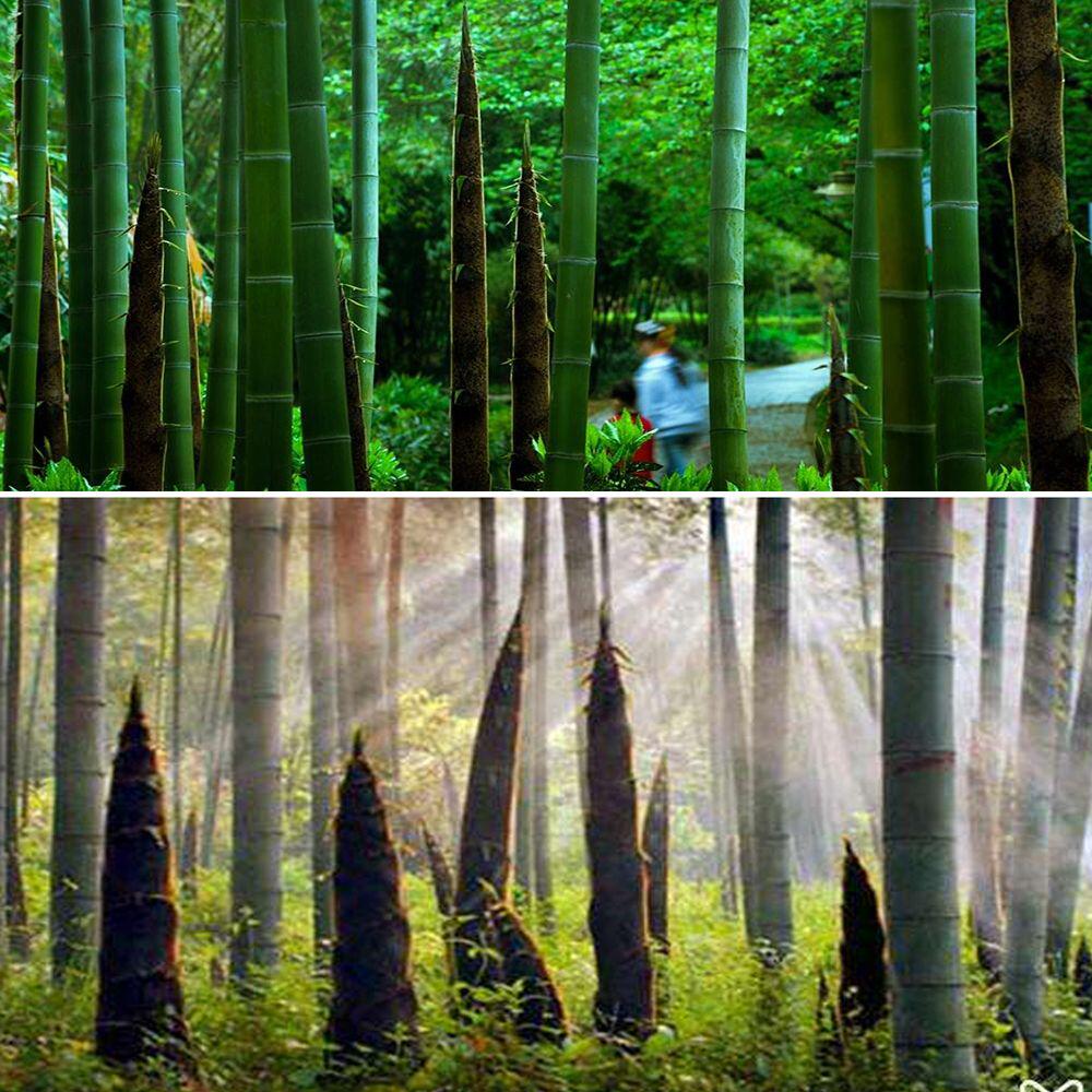 毛竹根楠竹根苗毛竹鞭种苗庭院种植竹根竹鞭苗园林常青可长竹笋-淘宝网