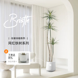 Artificial Agave Plant Potted Indoor Large Faux Green Plant Living Room Decoration Fake Dragon Blood Tree Decoration