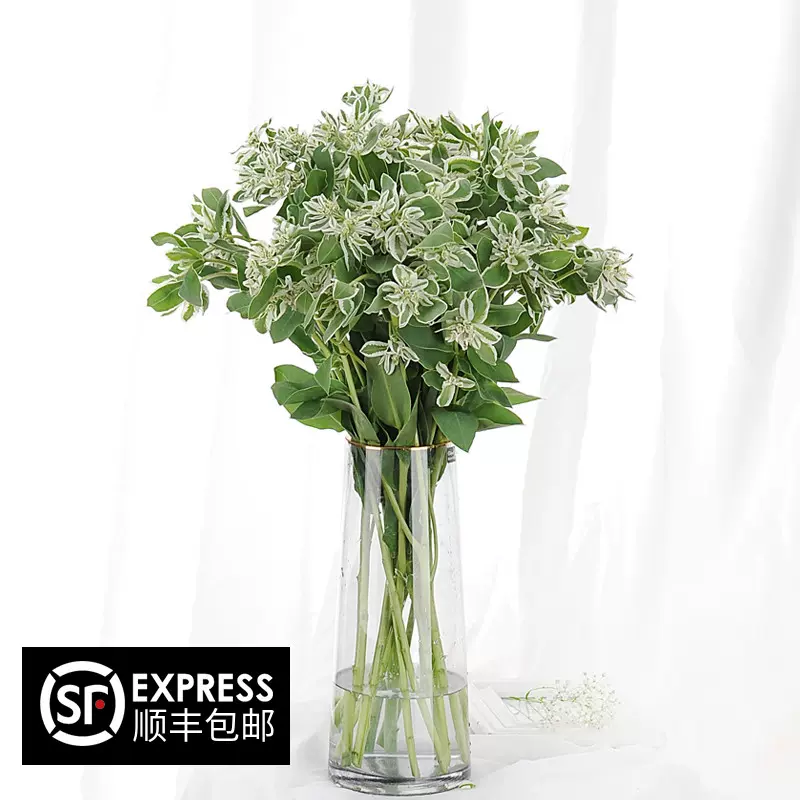 新鲜叶上花叶上白六月积雪花店用花配 新鲜叶上花叶上白六月积雪花店用花配