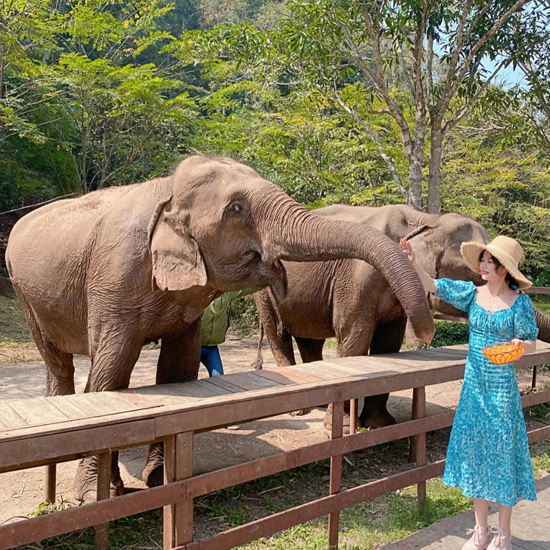 西双版纳旅游 野象谷原始森林公园勐泐大佛寺5天4晚