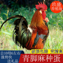 Native chicken, wood chicken, fertilized breeding eggs, grass chicken type, hatchable chicks, fertilized eggs, blue and black-footed hemp chicken breeding eggs, new pet chicken