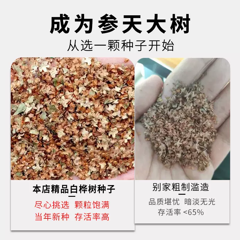 白桦树种子 白桦种子 粉桦 桦皮树 桦树种子 桦木 桦皮树种子