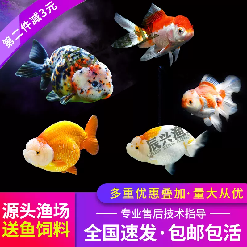 金魚活體觀賞魚小型金魚活魚錦鯉草金魚冷水魚蘭壽蝶尾易養寵物魚 Taobao