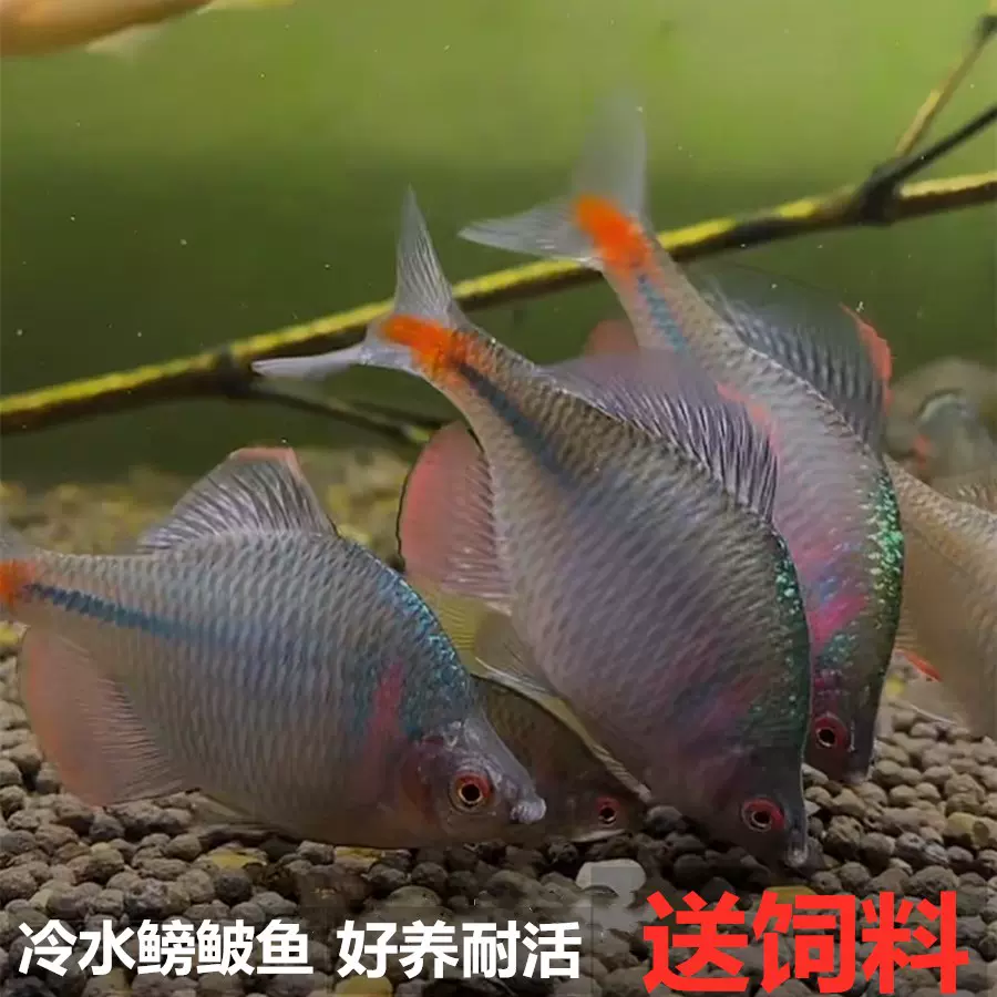 鰟鮍魚觀賞魚冷水魚原生魚七彩旁皮魚高體旁皮活體小型淡水魚好養 Taobao