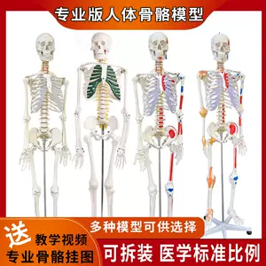人骨骼模型全身医用- Top 50件人骨骼模型全身医用- 2024年6月更新- Taobao