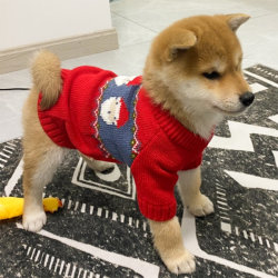 Dog Clothes for Small Dogs in Winter, Autumn and Winter Pet Clothing, Autumn and Winter Outfits for Small Dogs Like Teddy, Winter Sweaters for Puppies Like Shiba Inu