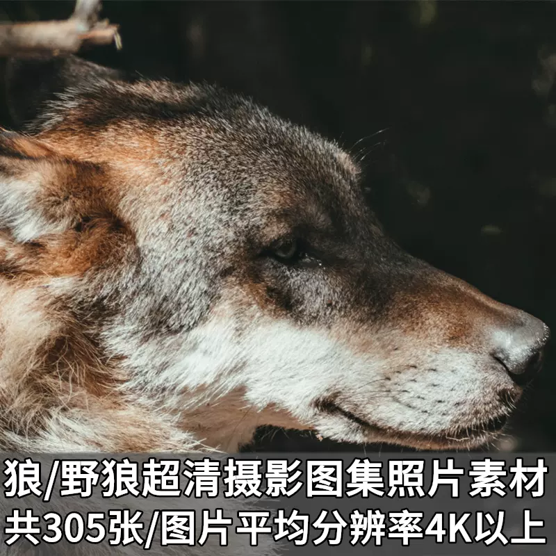 高清摄影各种狼特写4k超清摄影照片壁纸图集图片素材