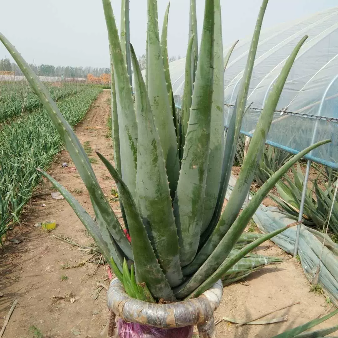 美容院库拉索芦荟盆栽多肉植物美容灌肤补水食用室内外花卉绿植 Taobao