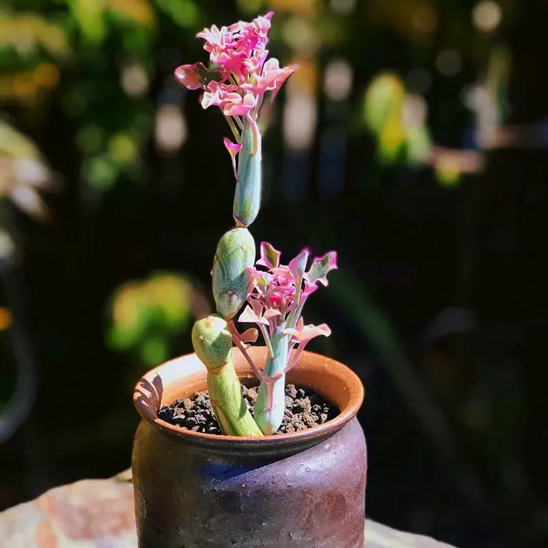 専用！多肉植物^o^  七法樹錦 専用！多肉植物^o^ 七法樹錦 多肉植物^o^ 七法樹