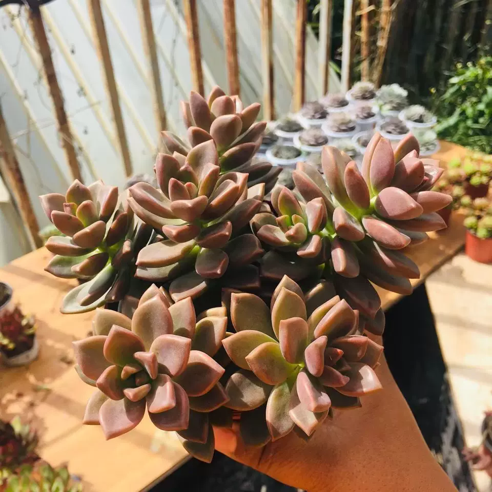 姬朧月多肉植物花卉綠植老樁整樁捧花狀妖樁