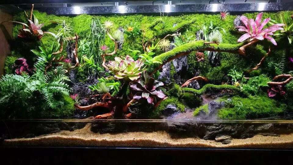 22鲜活苔癣短绒藓小灰藓微景观水陆缸雨林