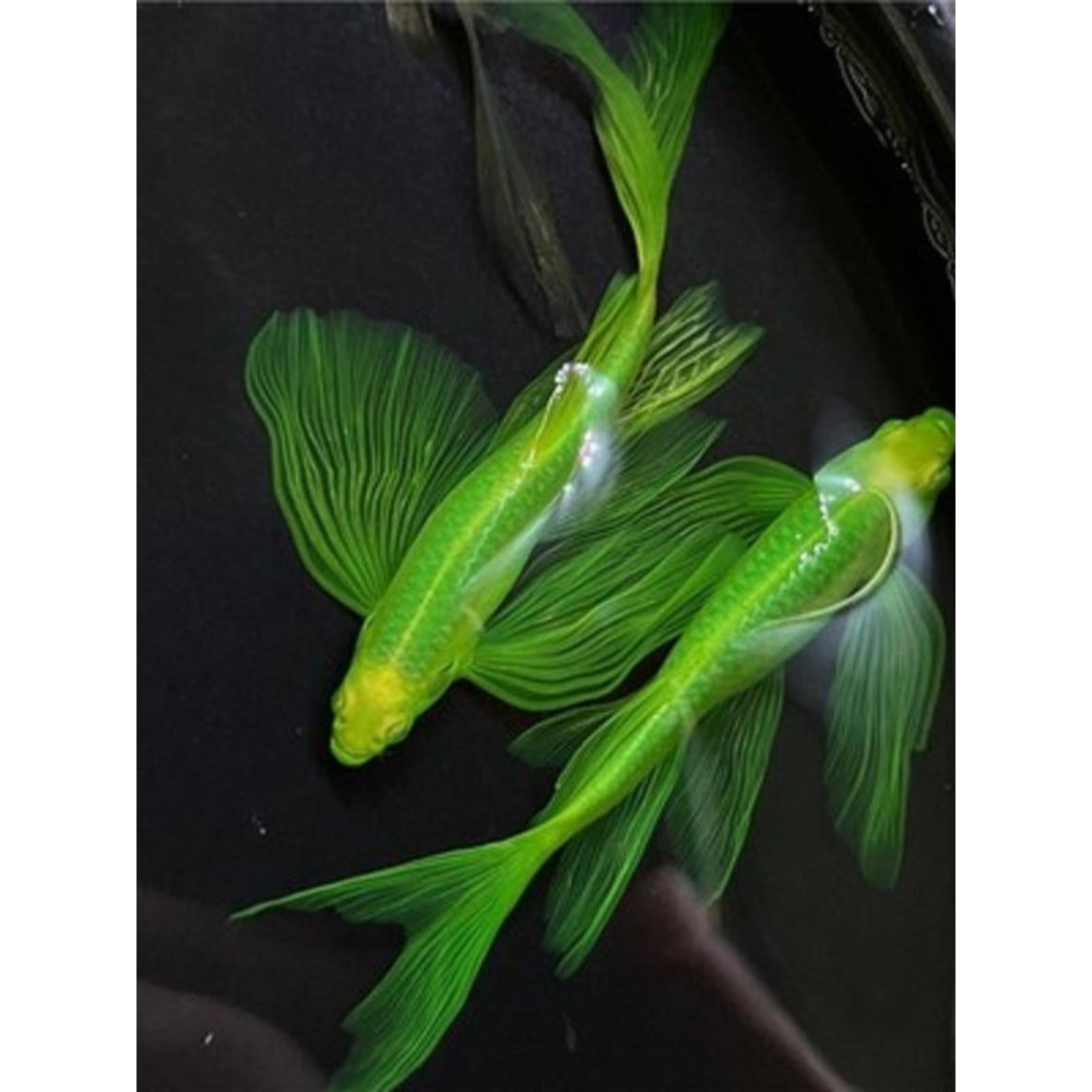 蝶翼斑马鱼长尾长鳍大帆翡翠绿观赏鱼龙凤冷水小型淡水好养小活鱼