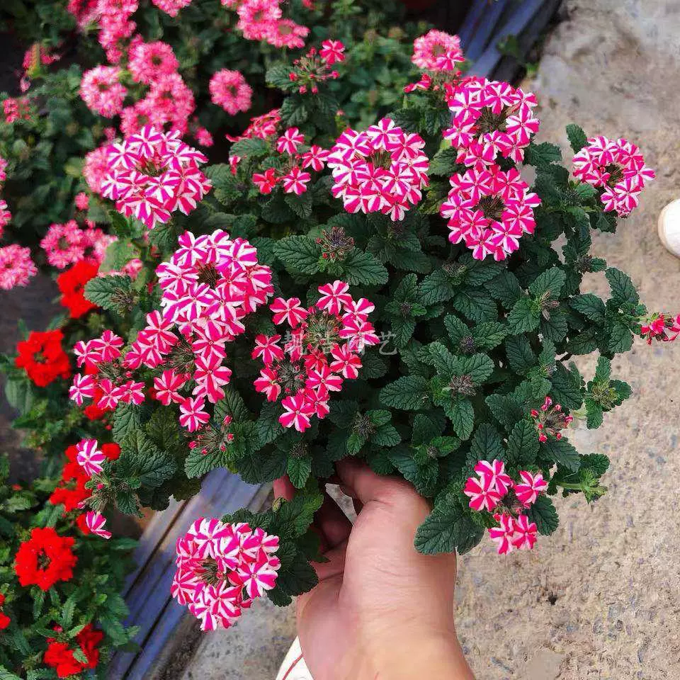 趣味美女樱种子观花种子四季盆栽垂吊美女樱花籽花海 趣味美女樱种子观花种子四季盆栽垂吊美女樱花籽花海