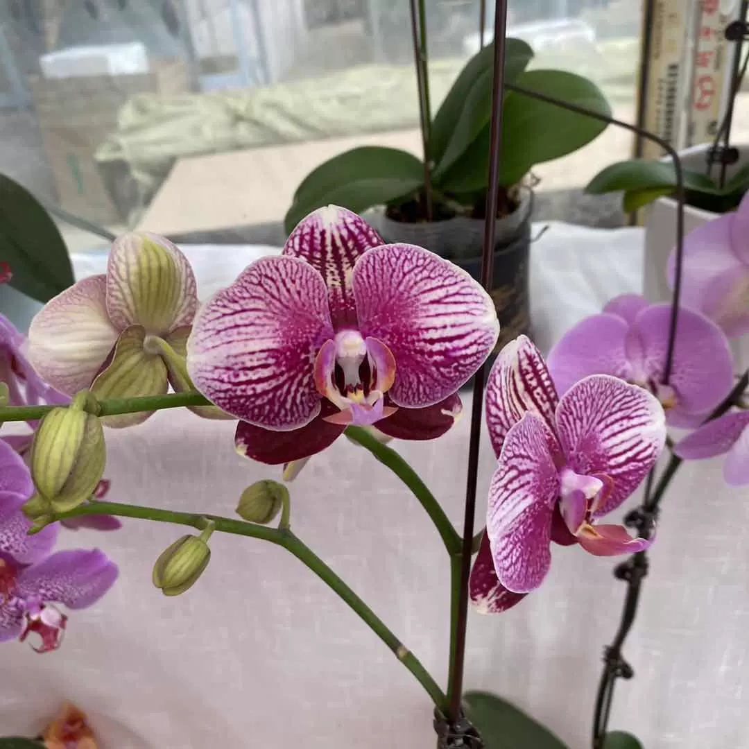 蝴蝶兰花苗拉丁舞裙香奈儿u抽梗苗盆栽花苗花桌面