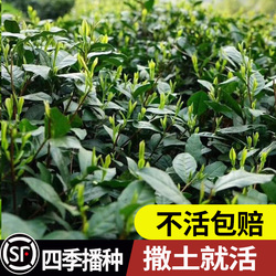Green Tea Seeds Extra Early Tea Seeds Cold-resistant Tea Seeds Tea Tree Seeds All Kinds Of Tea Seeds Sowing Seeds