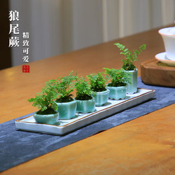 Fish tank fern mini wolftail fern shade-tolerant