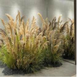 Simulated Reed Dried Flowers Fake Flowers Scandinavian ins Style Living Room Entrance Flower Arrangement Window Partition Decoration Green Plant Landscaping