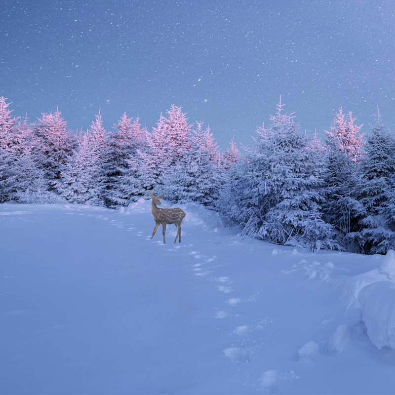 4人小团丨哈尔滨漠河旅游北极村北红村5天4晚纯玩无购物