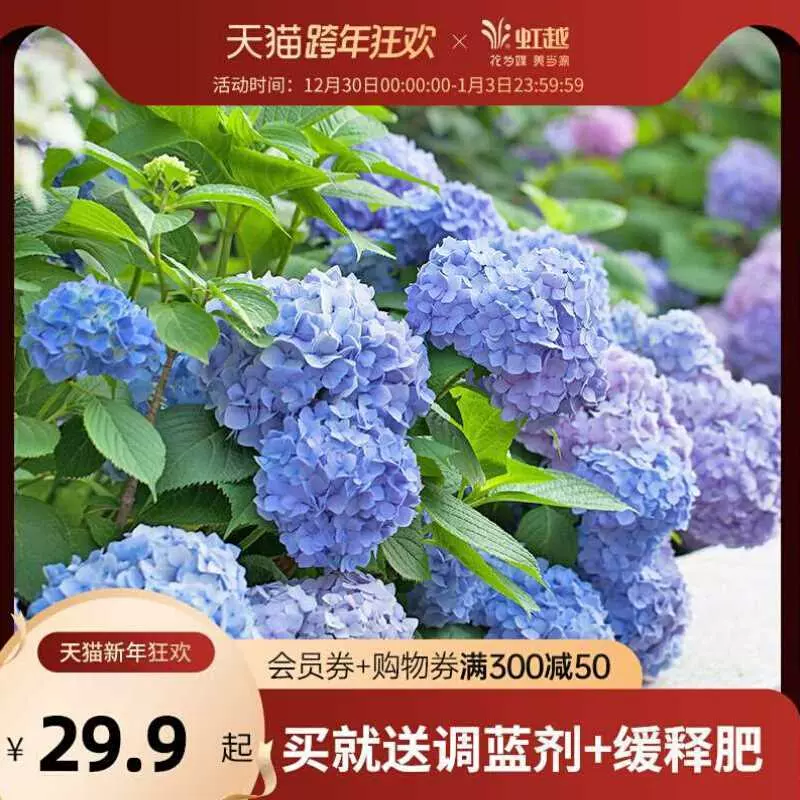 虹越绣球花无尽夏盆栽花手鞠大花八仙花观花盆栽