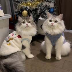 Cat Clothes Winter Outfit with Fleece Lining, Warm and Cute, Suitable for Ragdoll Cats and Golden Shaded Kittens, Winter Pet Hoodie Clothing
