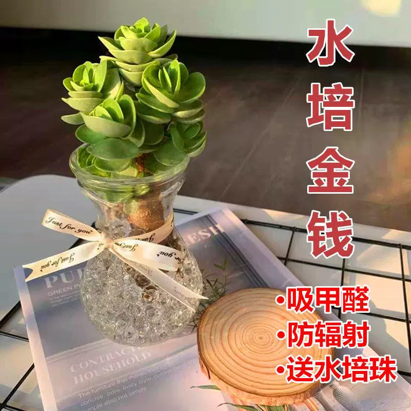 推荐 金钱木老桩水培多肉植物室内桌面绿植花卉盆栽防