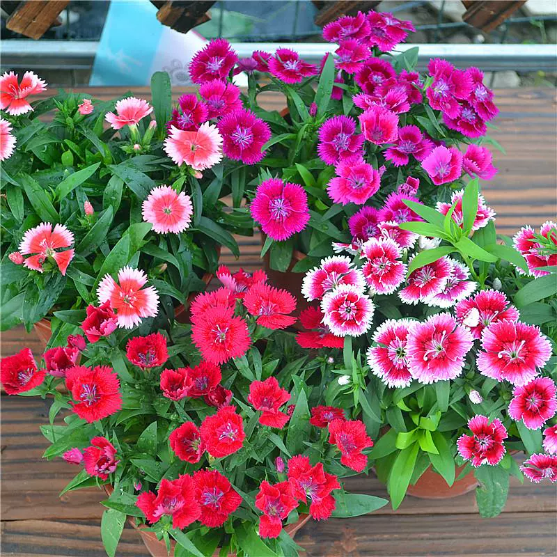 欧石竹花种籽子五彩石竹花籽常夏石竹少女石竹多年生四季