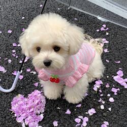 Dog Clothes Pet Thin Summer Vest Bichon Corgi Small and Medium-Sized Dogs 2026 New Cat Clothes Casual