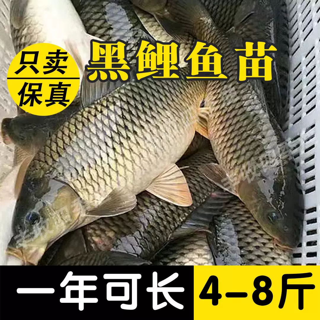 黑鲤鱼苗大全草鱼皖鱼花白鲢鱼饲料螺丝青鱼活体本地淡水