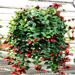 The store recommends the flowering lipstick spider plant pot