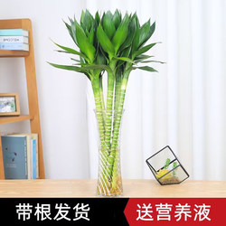 Wenchang Bamboo with Roots Guanyin Lotus Rich Hydroponics